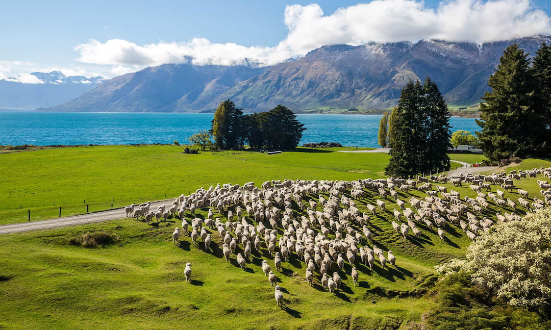 新西兰移民变政，你心仪的国家还能坚持多久？